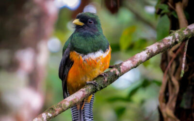 eBird et science citoyenne à l’Arenal Observatory Lodge & Trails