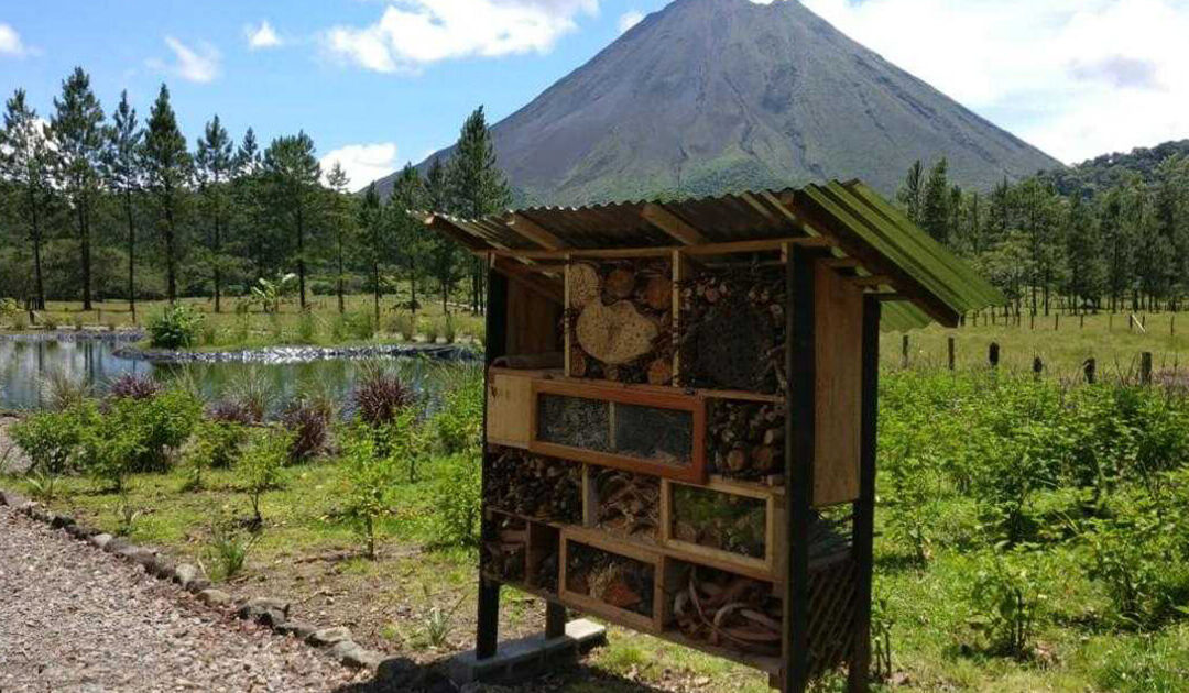 Educación Ambiental en Escuela El Castillo