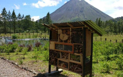 Educación Ambiental en Escuela El Castillo