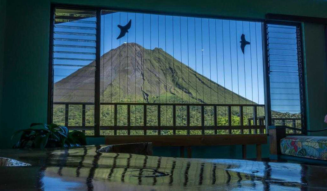 Proteger las aves de la colisión en las ventanas