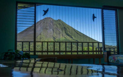 Proteger las aves de la colisión en las ventanas