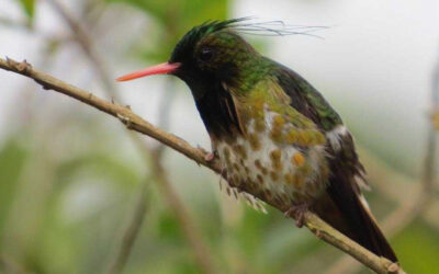 Emblematic Birds of the Arenal Observatory Lodge & Trails