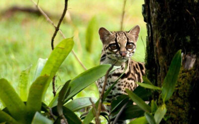The 6 Wildcats of Costa Rica