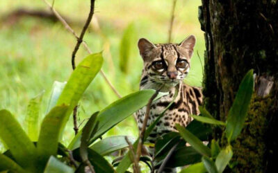 Los Seis Felinos de Costa Rica