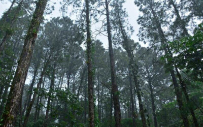 La réserve d’Arenal contribue à la reforestation du Costa Rica