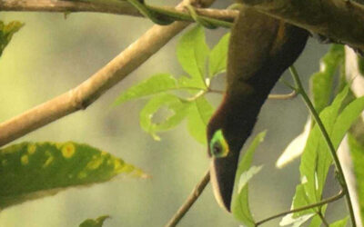 There are always surprises while bird watching in Costa Rica