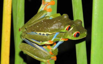 The Frog sings | Arenal Observatory Lodge & Trails