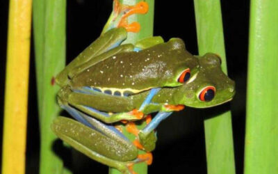 Le chant des grenouilles | Arenal Observatory Lodge & Trails