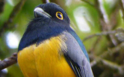 Arenal Annual Birding Count