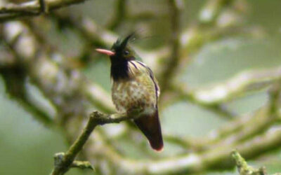 A Bird Watching experience at Arenal Observatory Lodge