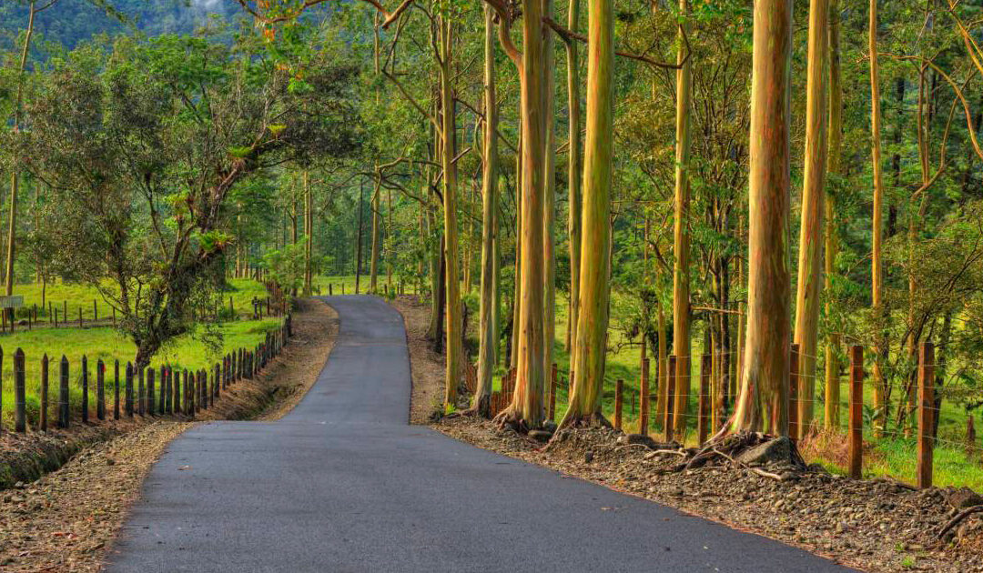 Árboles Arcoíris en el bosque de Arenal en Costa Rica