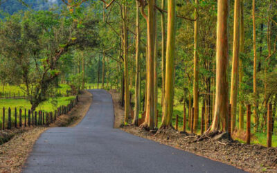 Árboles Arcoíris en el bosque de Arenal en Costa Rica