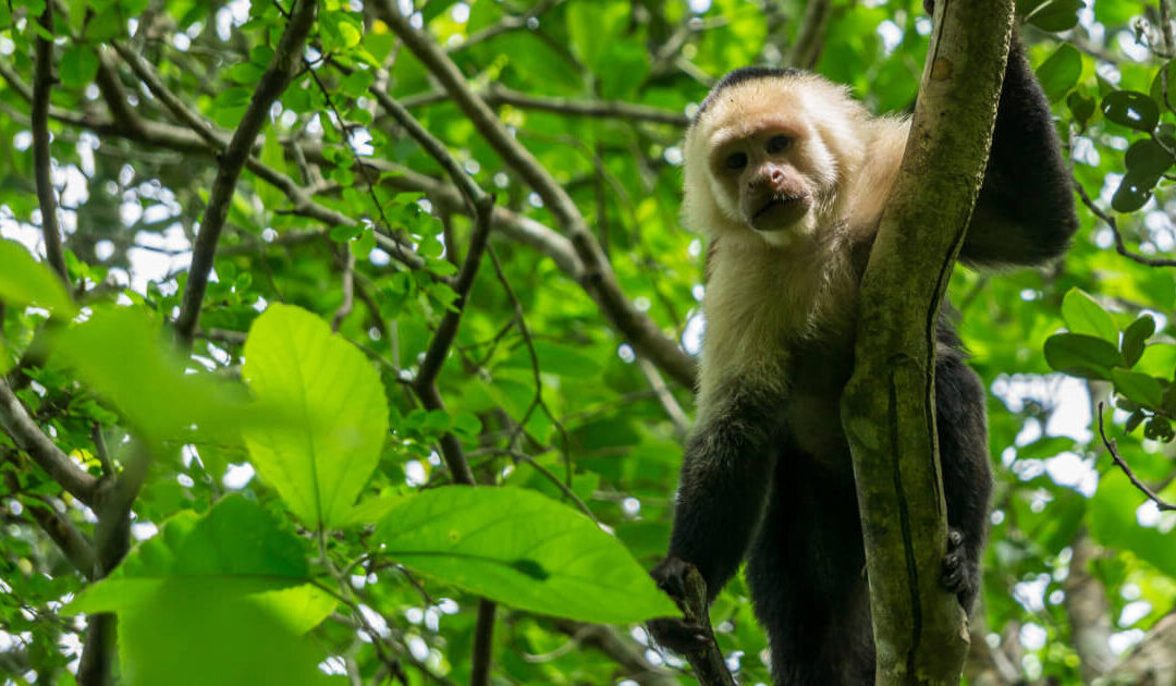 Costa Rica – Conditions d’entrée pendant la pandémie de COVID-19