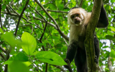 Costa Rica – Conditions d’entrée pendant la pandémie de COVID-19