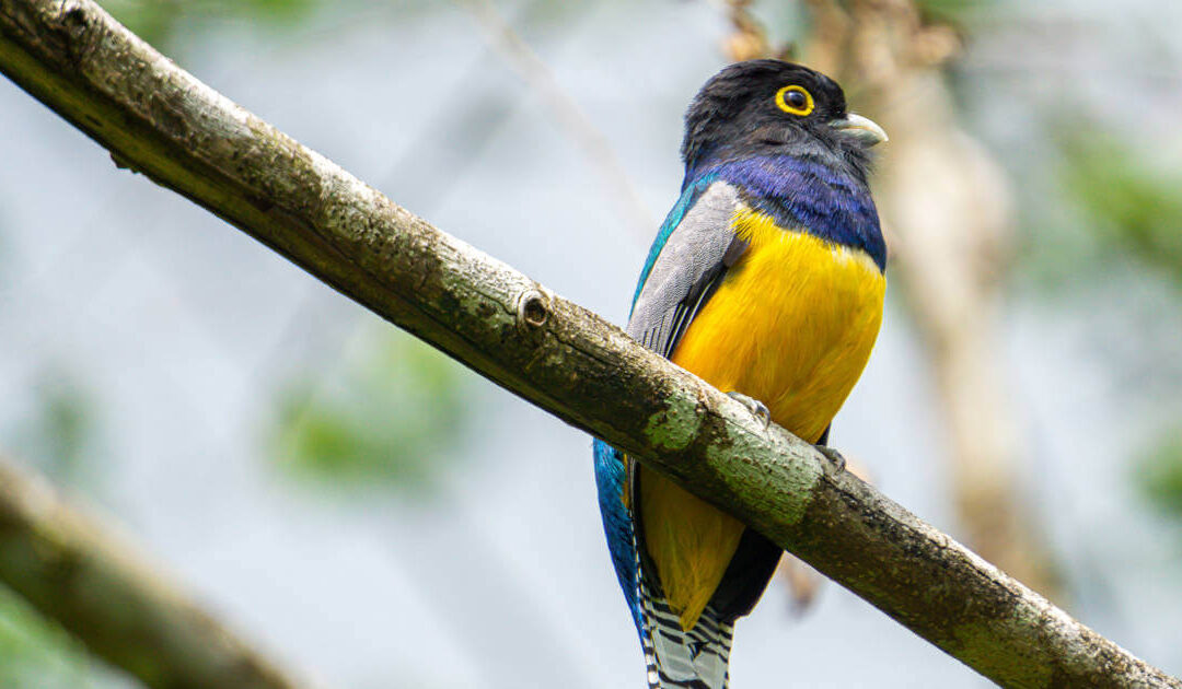 Birding in Costa Rica – A Review of the 2020 Species Count