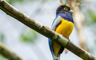 L’observation des oiseaux au Costa Rica – Un bilan du comptage des espèces en 2020
