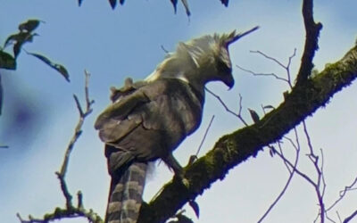 Avistamientos excepcionales en Arenal: Pájaro Campana y Águila Crestada