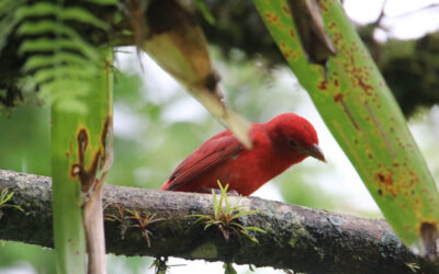 Conteo de Aves Arenal 2025: Birdwatching de Clase Mundial en Costa Rica