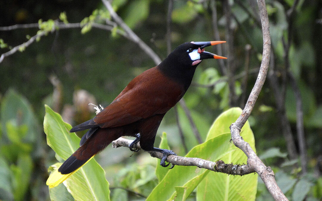 Montezuma Oropendola: A Magical Song and Stunning Colors in Costa Rica