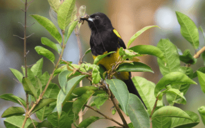 Observación de Aves en Costa Rica: la Experiencia Más Inmersiva en Arenal