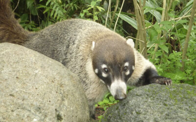 El Pizote en Arenal: Nuestro Amigo del Bosque en Costa Rica