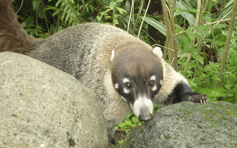 Coati in Costa Rica: The Wildlife Inspiration Behind Cafetería Coati at Arenal