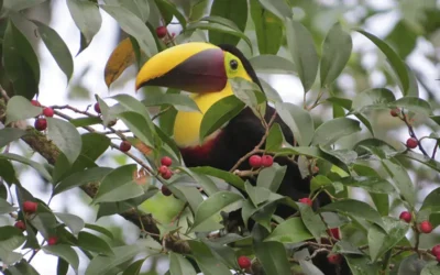 Birdwatching in Costa Rica: Why Arenal Observatory Lodge Is One of the Best Birding Destinations